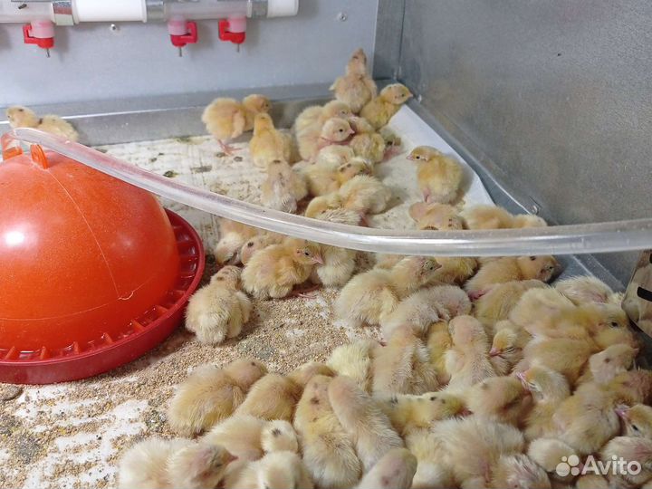 Перепела суточные