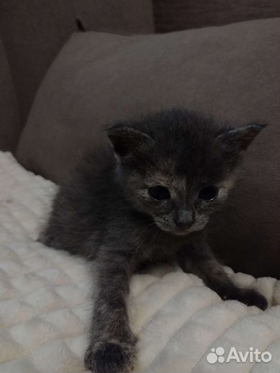 Котята девочки