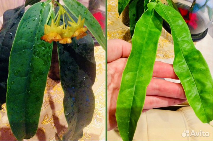 Хойя Callistophilla Regidifolia Platycaulis