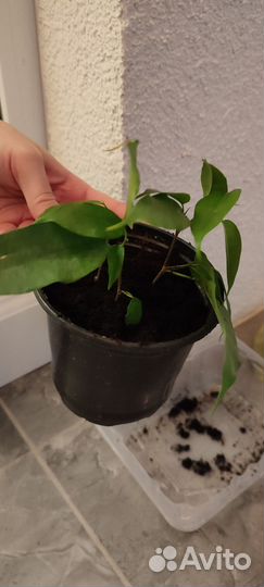 Фикус бенджамина