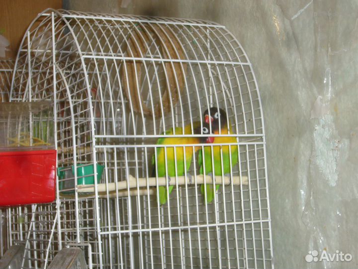Попугаи неразлучники пара с клеткой