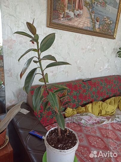 Фикус каучуконосный