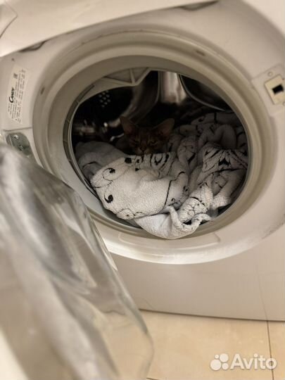 Девон-рекс отдам в хорошие руки