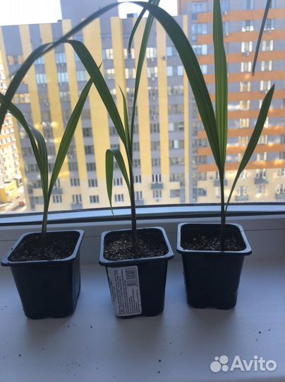 Пальма Вашингтония и Трахикарпус сеянцы