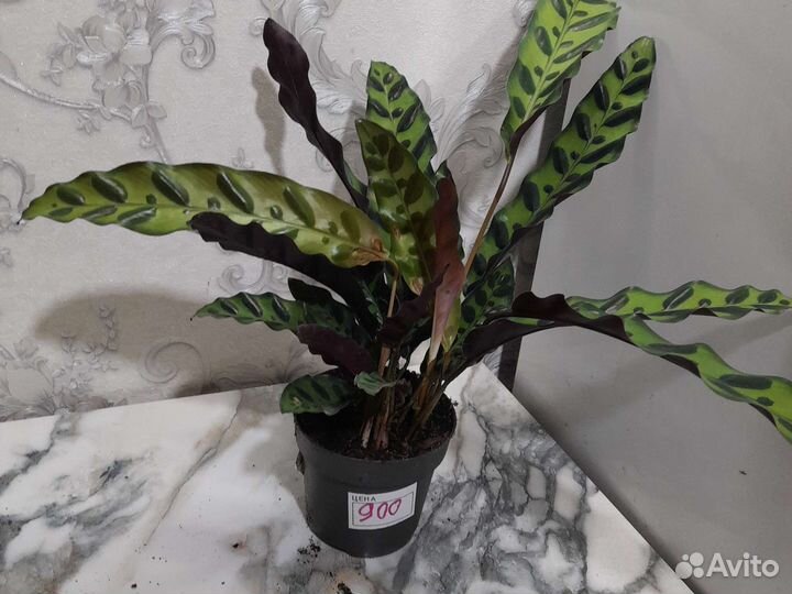 Калатея insignia