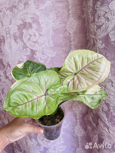 Сингониум орм тонг вар