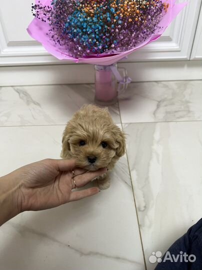 Мальтипу ф1 девочка Корея меллер премиум