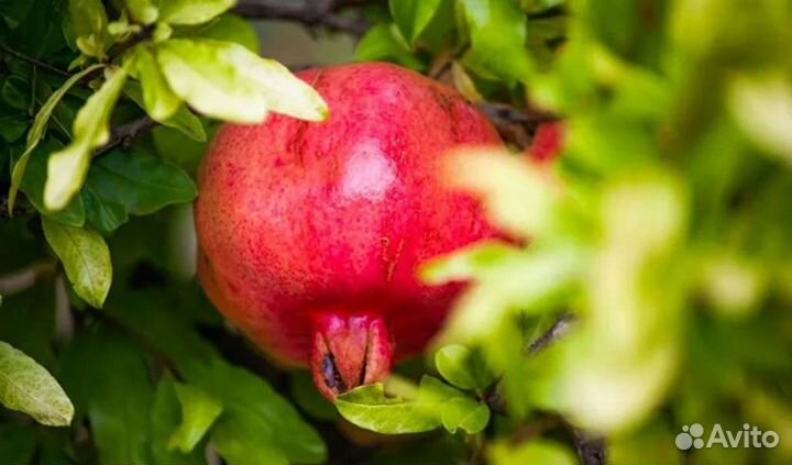 Гранат Дхолка индийская селекция. Саженцы