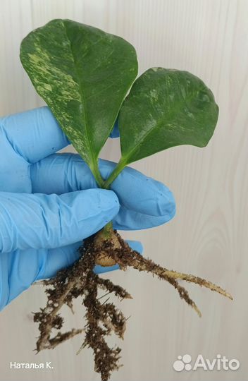 Замиокулькас вариегатный Long Leaf
