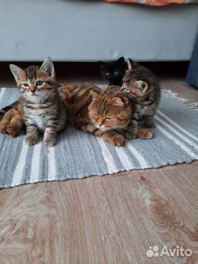 Продам котят британцы