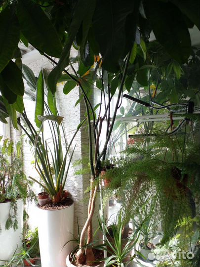 Баобаб пахира акватика