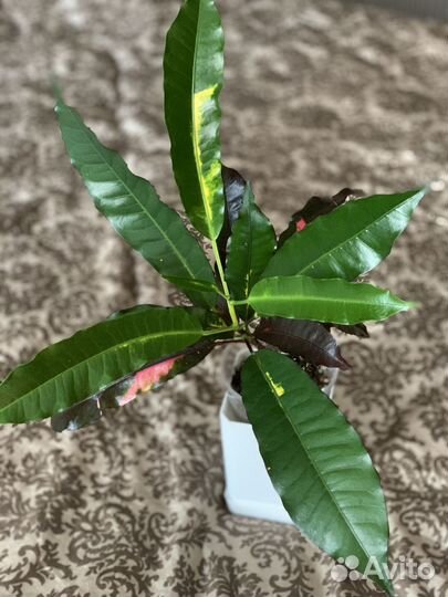 Кротоны Т16, Анх тонг, Ромб