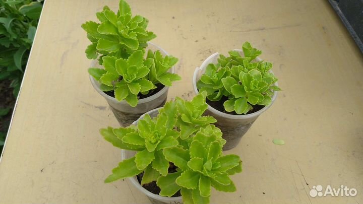 Очиток Султан