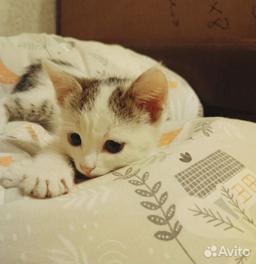 Кошечка 1,5 мес