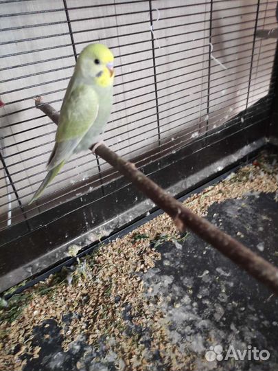 Волнистые попугаи