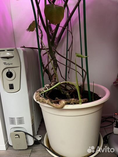 Монстера взрослое дерево 1,5 метра