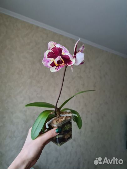 Орхидея фаленопсис бабочка