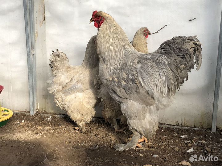 Брама,Мараны,Кохинхины