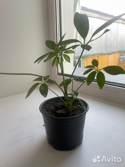 Комнатные цветы шефлера