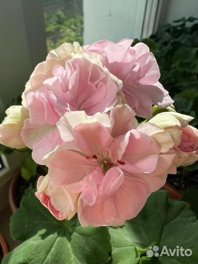 Пеларгония