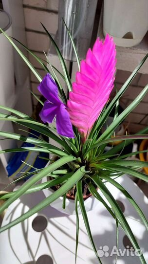 Тилландсия анита