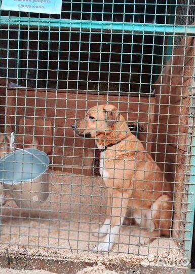 Мартину дом