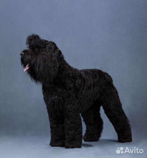 Зоосалон как прибыльный бизнес