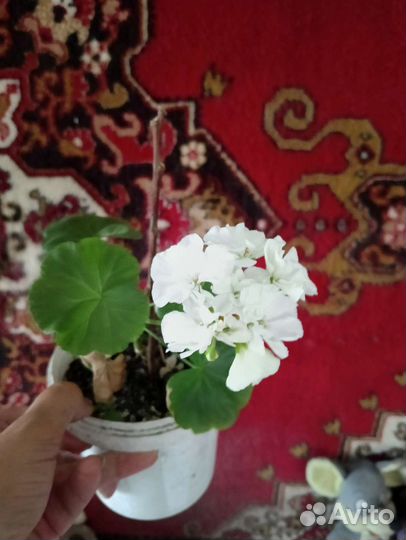 Пеларгония Люстра Скарлет Зональная