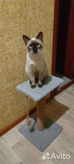 Кот ищет самку