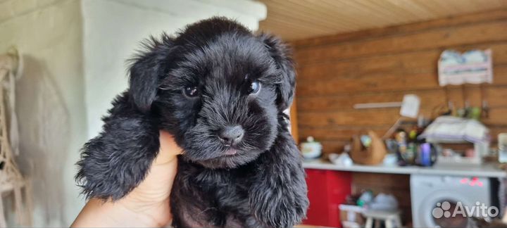 Цвергшнауцер щенок девочка