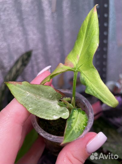 Сингониум OrmNagpum var (Пинк Салмон)