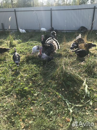 Мясо индейки