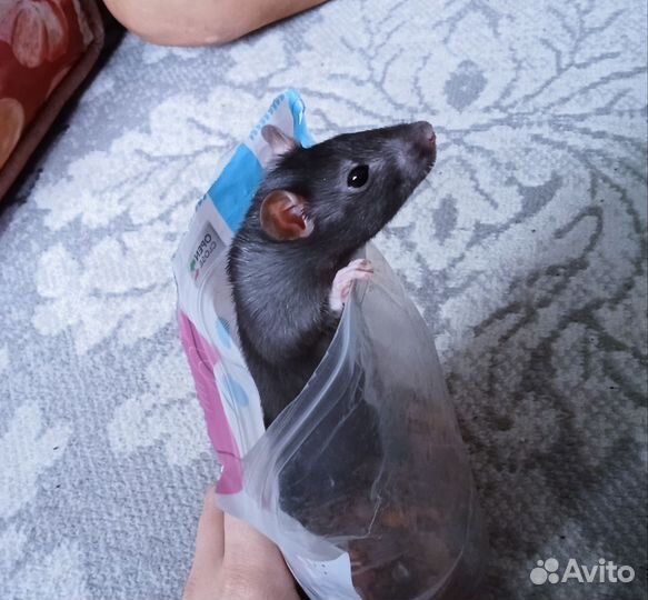 Отдам в хорошие руки бесплатно, декоративная крыса