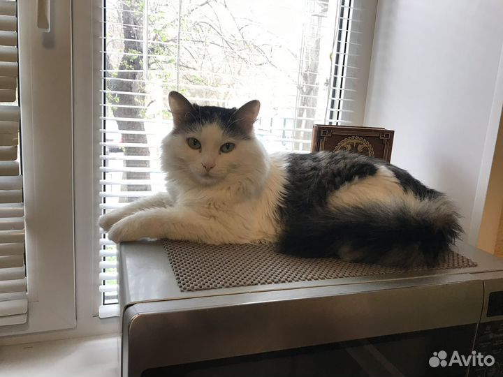 Потерялся кот