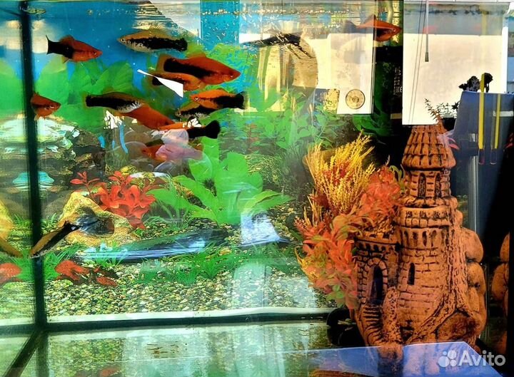 Аквариумные рыбки
