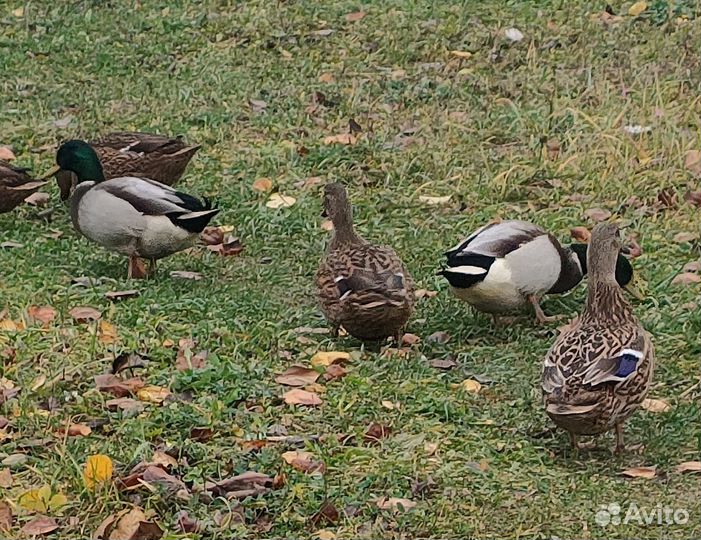 Утки подсадные