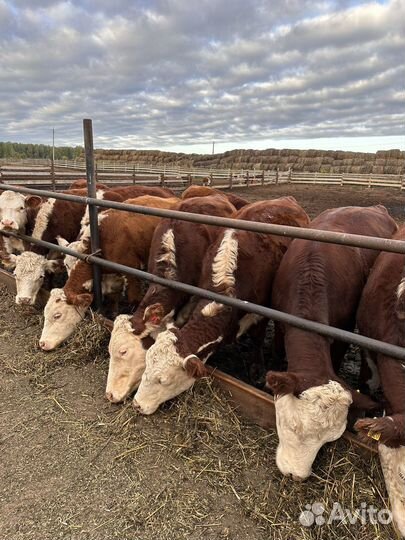 Племенные нетели