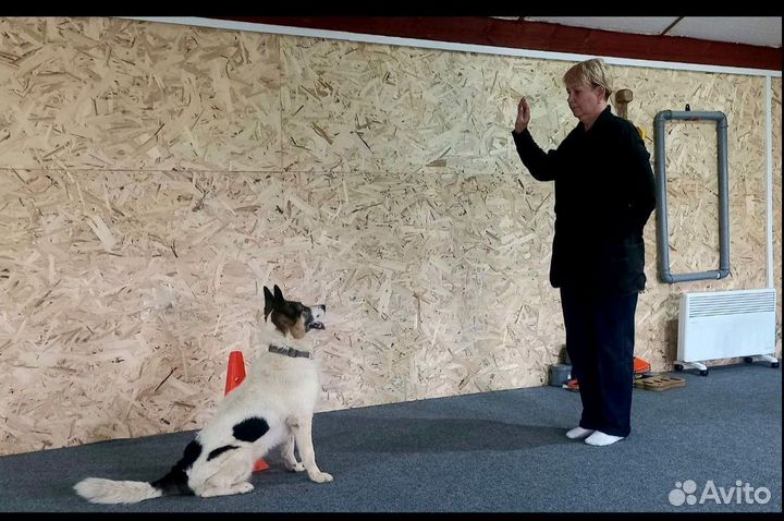 Кинолог(дрессировка собак)