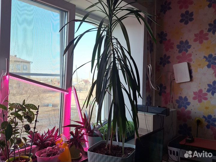 Пальма драцена