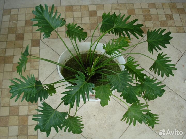 Филодендрон Ксанаду