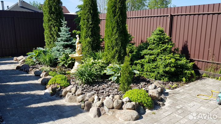 Туя западная