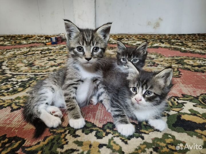 Отдам котят мейн-куна