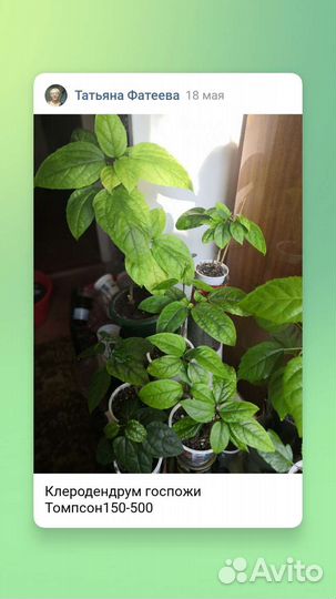 Комнатные растения