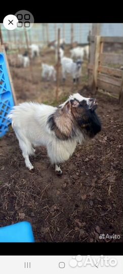 Камеруно нигерийские козочки