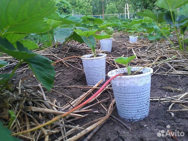 Усы клубники