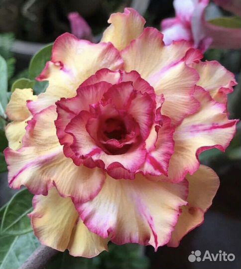 Адениум сеянцы из семян