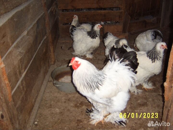 Брама Колумбийская