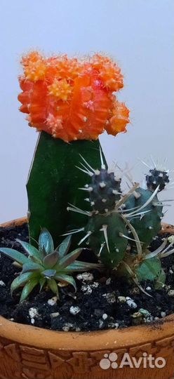 Кактусы и суккуленты