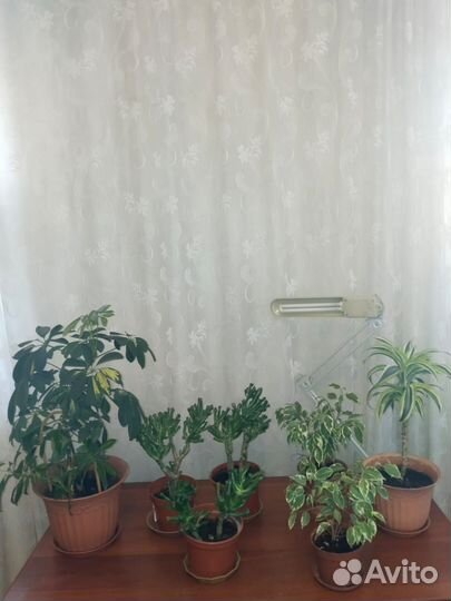 Комнатные цветы