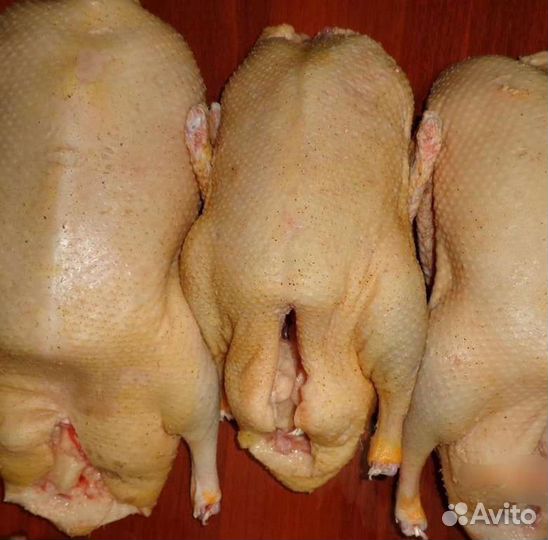 Мясо бройлерных уток